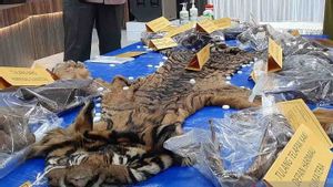 Les procureurs accusent les pères des hommes d’accusés de vendre de peaux de tigre de deux ans de prison
