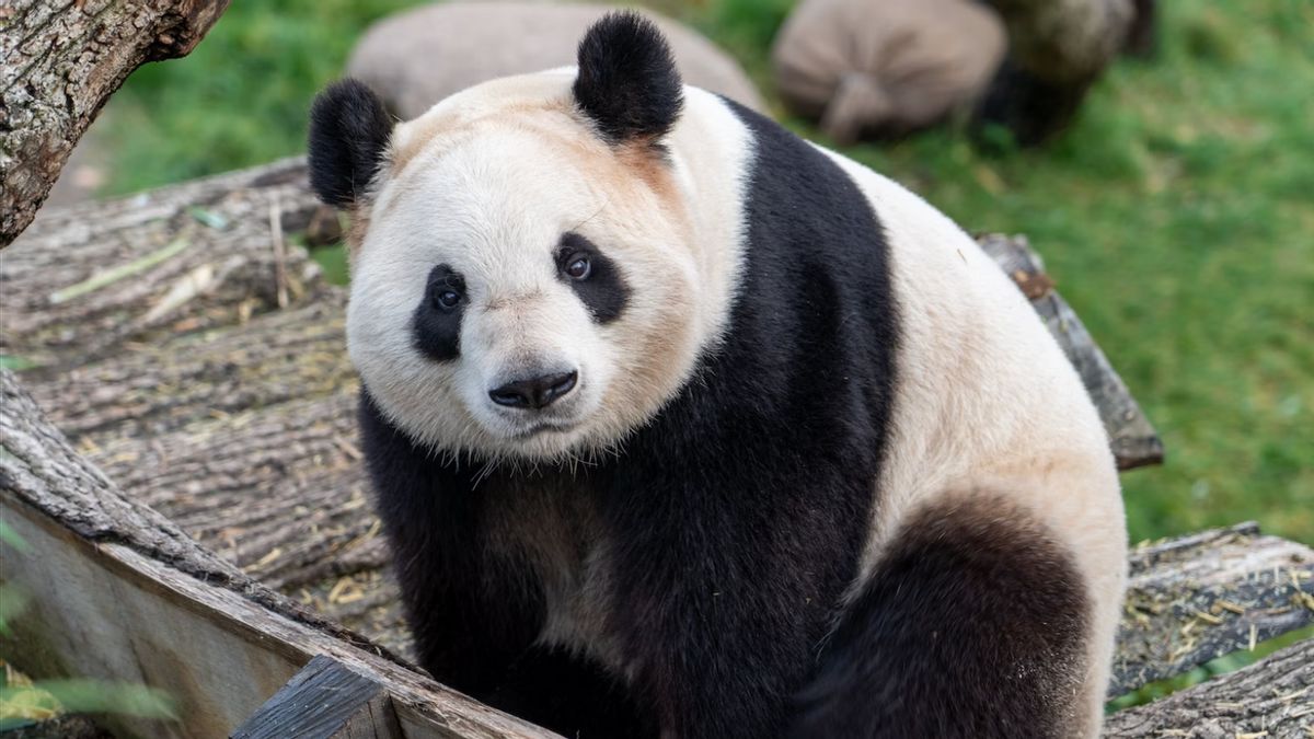 马来西亚将熊猫毅毅和申毅的2个子女送回中国