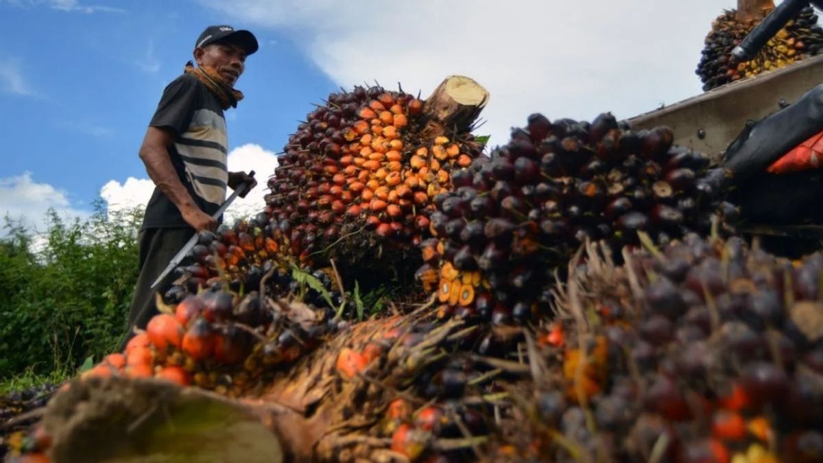 Les entrepreneurs de l'huile de palme dans le secteur aval doivent avoir un certificat durable à partir de 2027