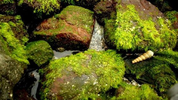 Mengapa Lumut Hidup di Tempat yang Basah dan Lembab? Ini Alasannya