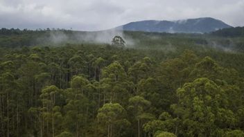 Permenhut 6/2026 jadi Kunci untuk Stabilitas Pengusaha di Proyek Karbon