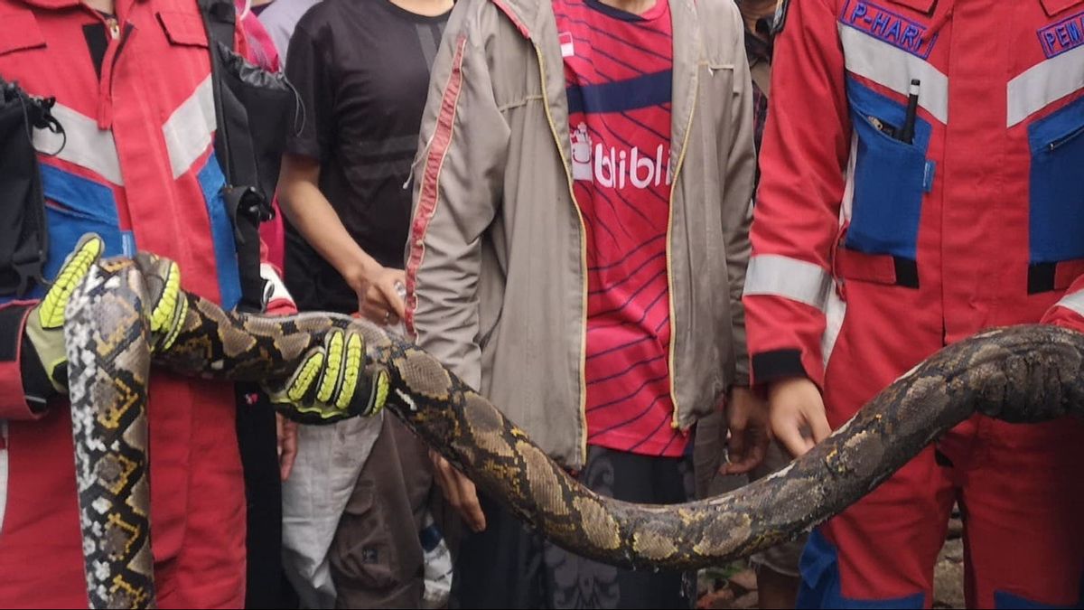 恐怖,桑卡蛇3米长,在Kayumanis Matraman居民的水道中生活
