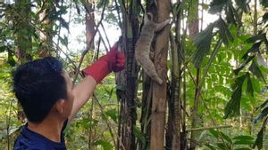 Kukang Jawa yang Diserahkan Warga Cirebon Dilepas di Gunung Ciremai