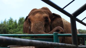 Bali Safari Elephants Rage, Seruk Pawang Repeatedly To Death