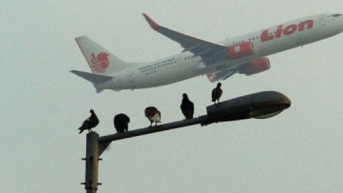 Conservation Activists Explain Bird Strike Risk Press Strategy "