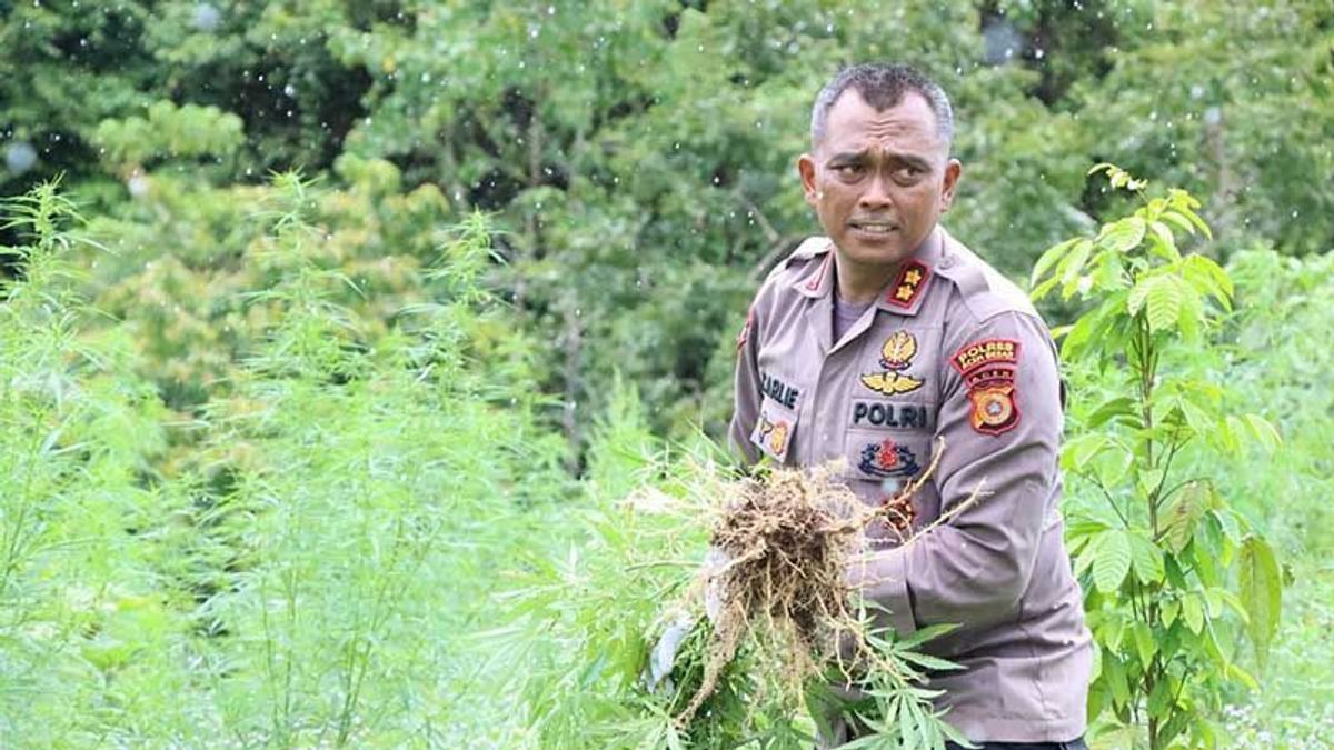 Four Hectares Of Ladang Ganjar In Aceh Besar Were Destroyed