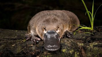 وPlatypus ، استراليا 'غريب' الثدييات المهددة بالانقراض : بيئتها تقلص 22 في المئة