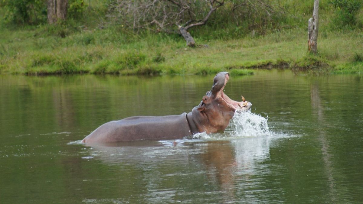 Tak Ingin Ada Ledakan Populasi, 166 Kuda Nil Milik Pablo Escobar di Hacienda Ná Kolombia Dimusnahkan
