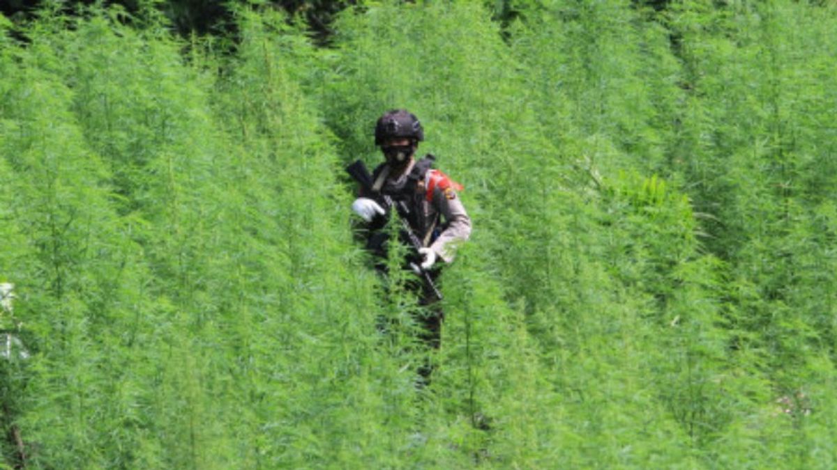 警察の捜査官は、山の周りの森林に植えられたナガンラヤアチェで大麻畑の5ヘクタールを発見
