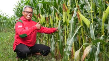 Rahasia Sukses Petani: Benih Unggul dan Adopsi Teknologi