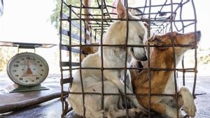 Catat, Penjual Daging Anjing Bakal Dapat Sanksi Penutupan Kios Jika Masih Membandel