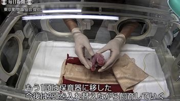東京動物園のジャイアントパンダが初めて双子を出産