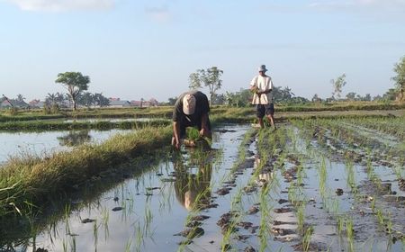 Kementan Maksimalkan Modernisasi Irigasi untuk Swasembada Pangan