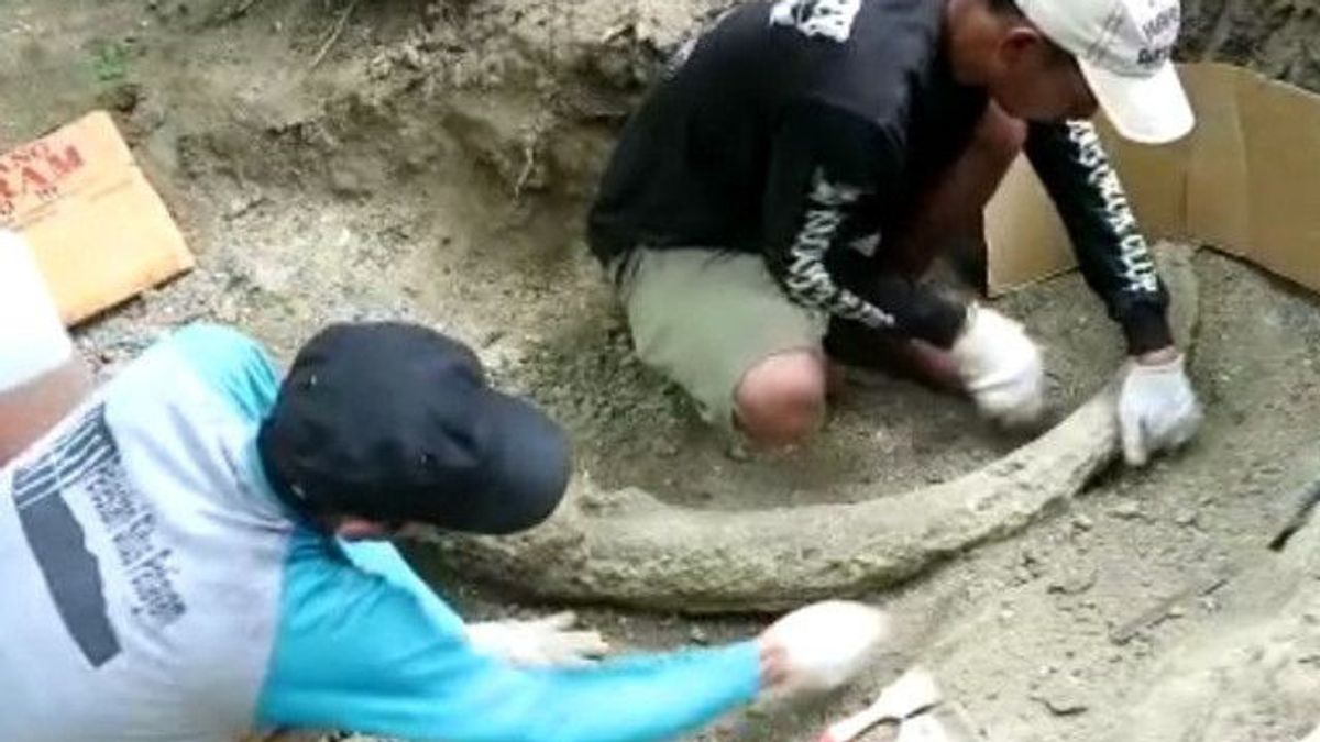 在帕蒂亚扬山脉的稻田中间，沿着1.5米储存了象牙化石