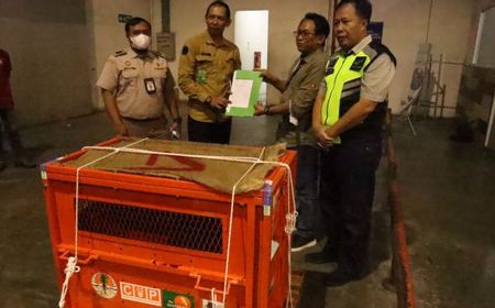 Astuti, Orang Utan yang Berhasil Lolos dari Jeratan Pedagangan Satwa Liar Antarnegara