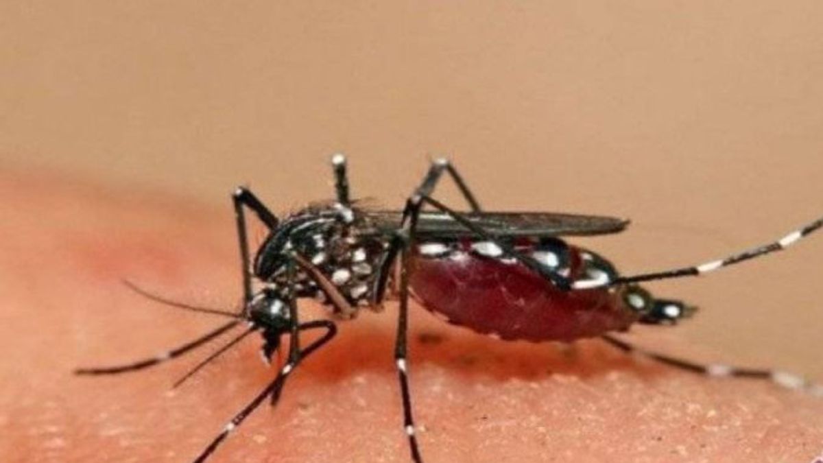 168 People Have Died From Dengue Fever, The Highest Case In West Java