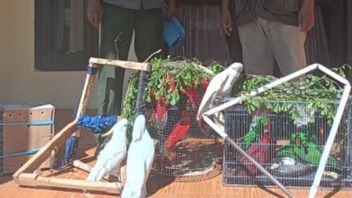 BKSDA Maluku Amankan 20 Satwa Liar Burung Paruh Bengkok
