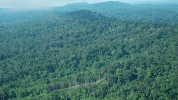قبل 4 أيام Jokowi تحدث بحزم إلغاء تصريح الغابات، ولكن الآن ديشوت كالتينغ لم يتلق مرسوم إلغاء الامتياز