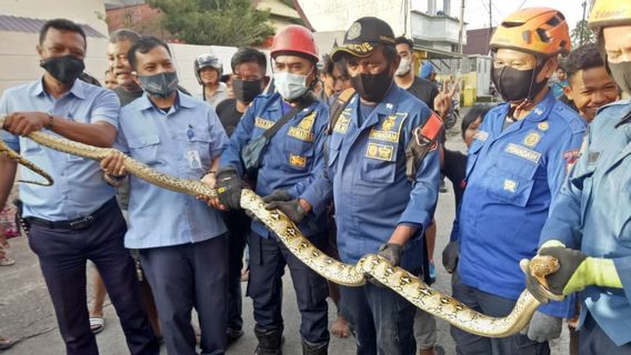 4-meter Reticulated Python Arrested In The Daeng Tata Settlement, Makassar