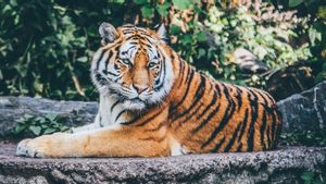Kasus Pertama COVID-19 pada Seekor Harimau di Kebun Binatang AS