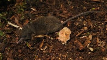BRIN Discovers 14 New Types Of Shrews In Sulawesi