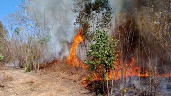 Fire 40 Hectares Of Forests And Lands In East Flores Successfully Extinguished
