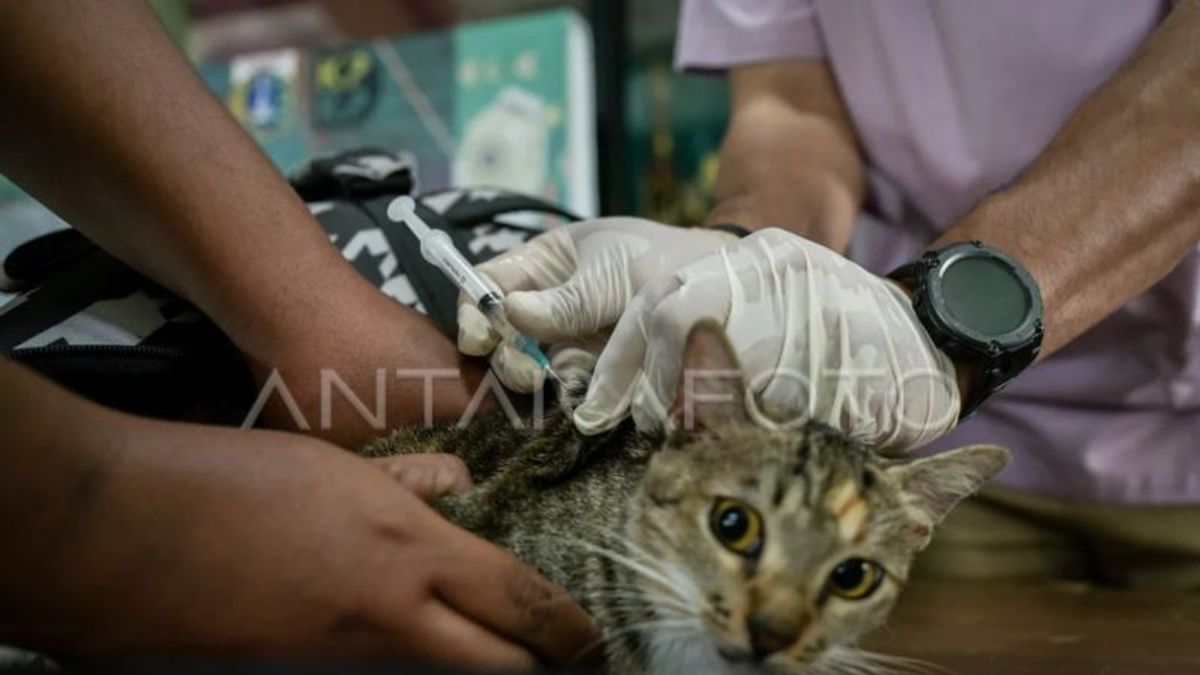 南ジャカルタで合計1000匹の動物が狂犬病ワクチンの標的となった