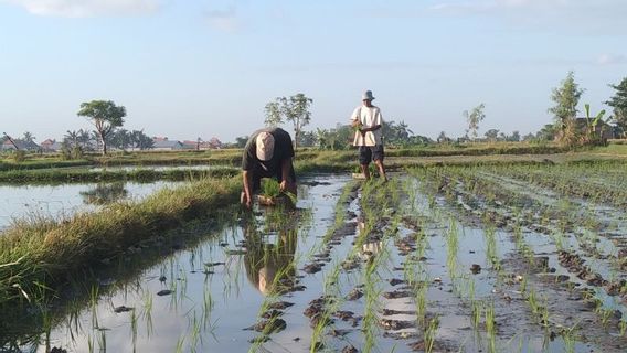 Kementan Maksimalkan Modernisasi Irigasi untuk Swasembada Pangan