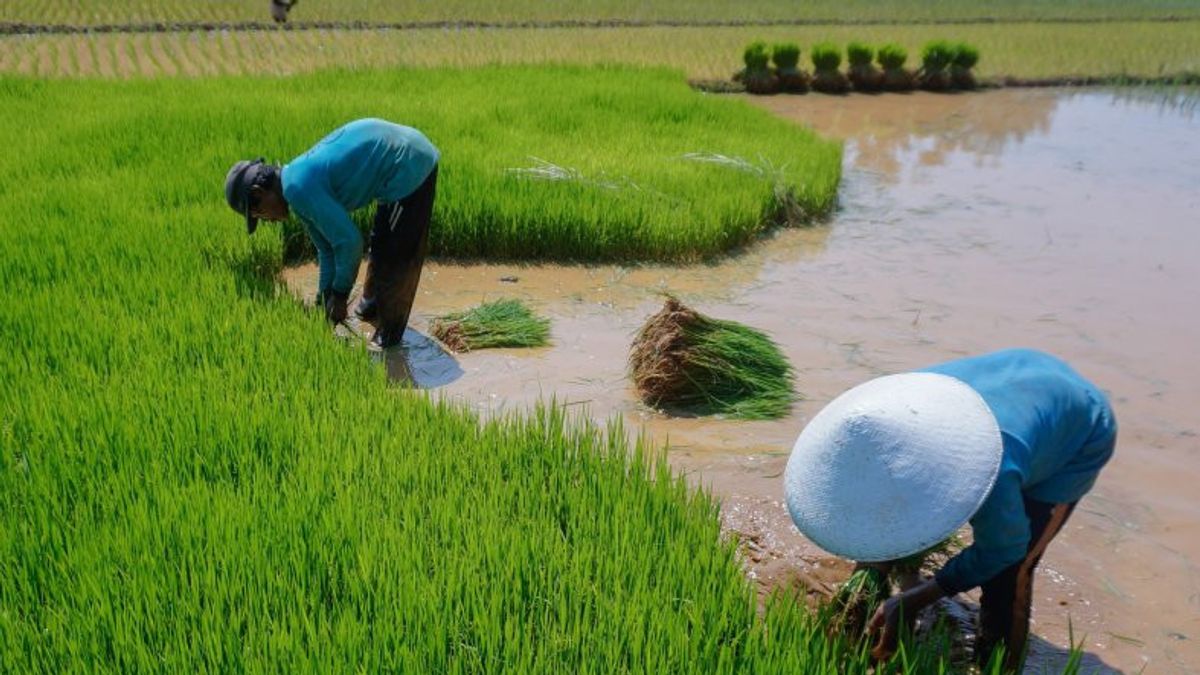 IPHA devient le pilier du gouvernement pour atteindre l’objectif alimentaire