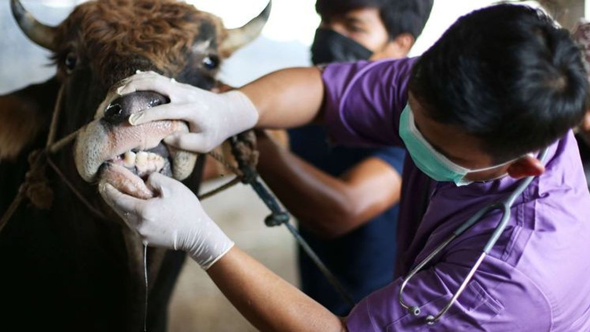 28,132 Livestock In NTB Recover From Mouth And Nail Disease