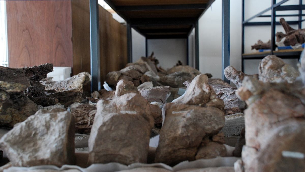 علماء أرجنتينيون يعثرون على حفريات لأكبر ديناصور رابتور يصل طولها إلى 10 أمتار