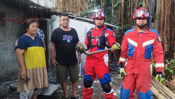 Un serpent de 1,5 mètre trouvé dans la salle de bain asbes de la maison de Tanjung Priok