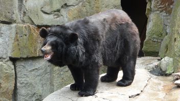 En Voie De Disparition, 6 Ours Noirs Asiatiques Nés Dans Le Parc National De Jirisan
