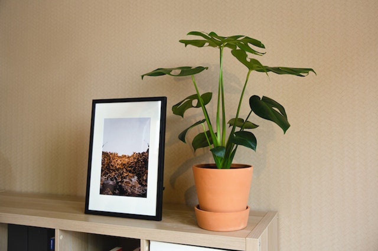 専門家は、植物でオフィスを飾ることはストレスレベルを下げることができると言います