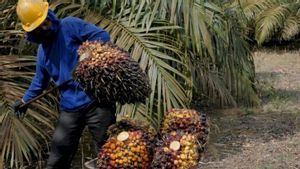 Penurunan Harga Sawit Jadi Sumber Meredupnya Ekonomi Sumatera