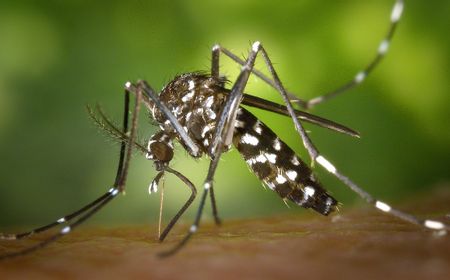 Peneliti UGM Sebut Bakteri Wolbachia untuk Cegah DBD Tidak Berkaitan Radang Otak