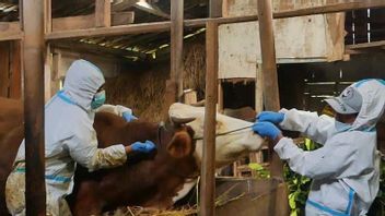 イード・アル=アドハーに先立ち、テマングン摂政政府が家畜に1,000回分のFMDワクチン接種を実施