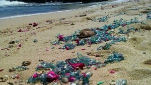 Dispar Siaga Munculnya Ubur-ubur di Pantai Gunungkidul