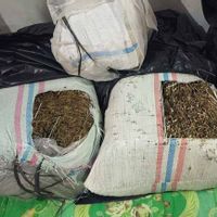 Polda Aceh Gagalkan Peredaran 50 Kilogram Ganja