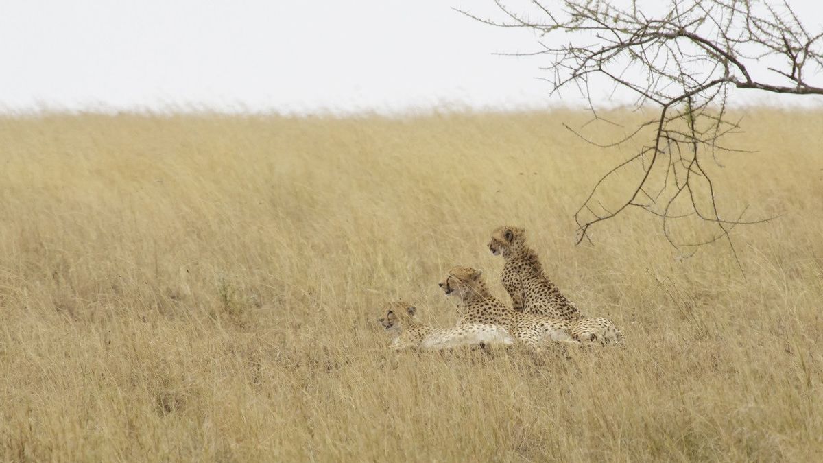 Extinction In 1952, India Will Receive Dozens Of Cheetahs From South Africa
