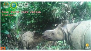Dua Individu Baru Lahir, Badak Jawa di Taman Nasional Ujung Kulon Bertambah