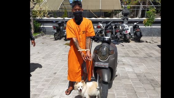 Baru Keluar Penjara, Residivis di Denpasar Ditangkap Lagi karena Curi Anjing Mini Pom