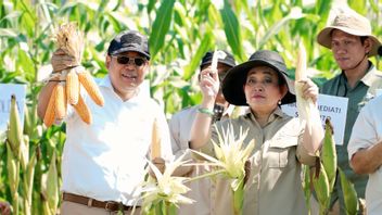 HPP政府、Bulog 准备吸收100万吨玉米