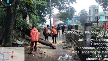 تانسل - عشرات المنازل في تانسل كيبانجيران ، 4 سيارات سحقتها الأشجار المتساقطة بسبب الأمطار الغزيرة المصحوبة برياح قوس قزح
