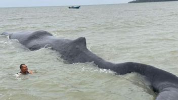 A 40 Ton Whale Stranded In Balikpapan Bay