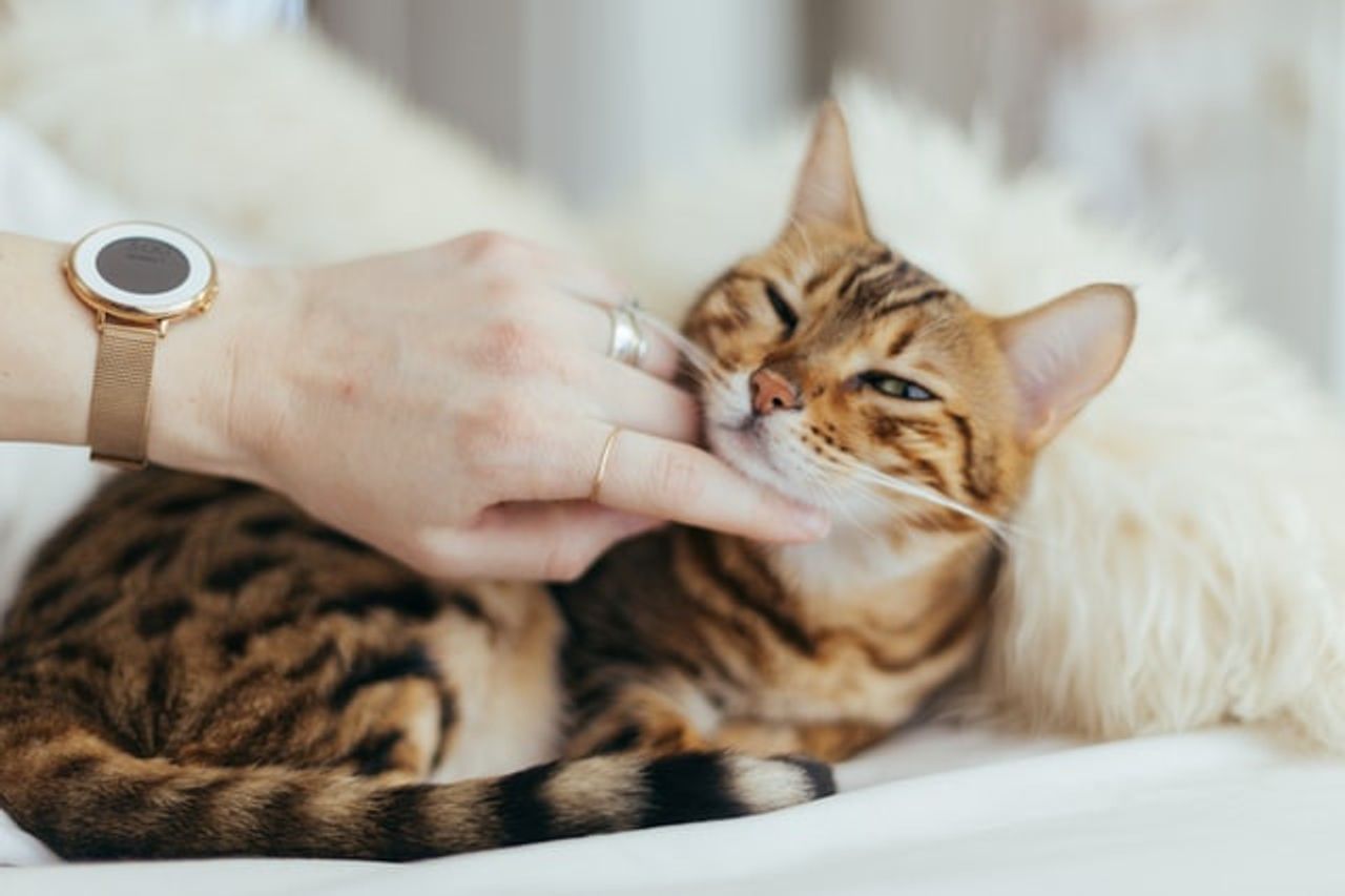猫は子供の精神的健康に悪影響を及ぼすことが証明されていない、研究は証明する