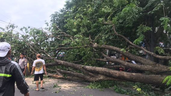 Pohon Angsana di Larangan Utara Roboh, Akses Jalan Kota Tangerang-Jaksel Macet Parah