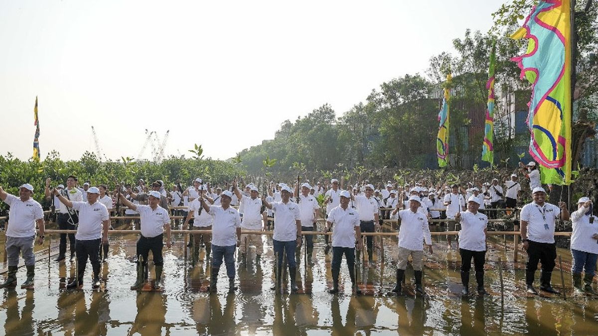 Manfaat Penanaman Mangrove Rhizophora Mucronata untuk Lingkungan Pesisir