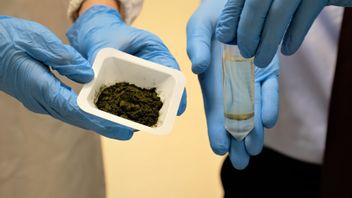 パーム油の代替品としての藻類からの食用油:より健康的であると主張しているが、製造プロセスはまだ高価である