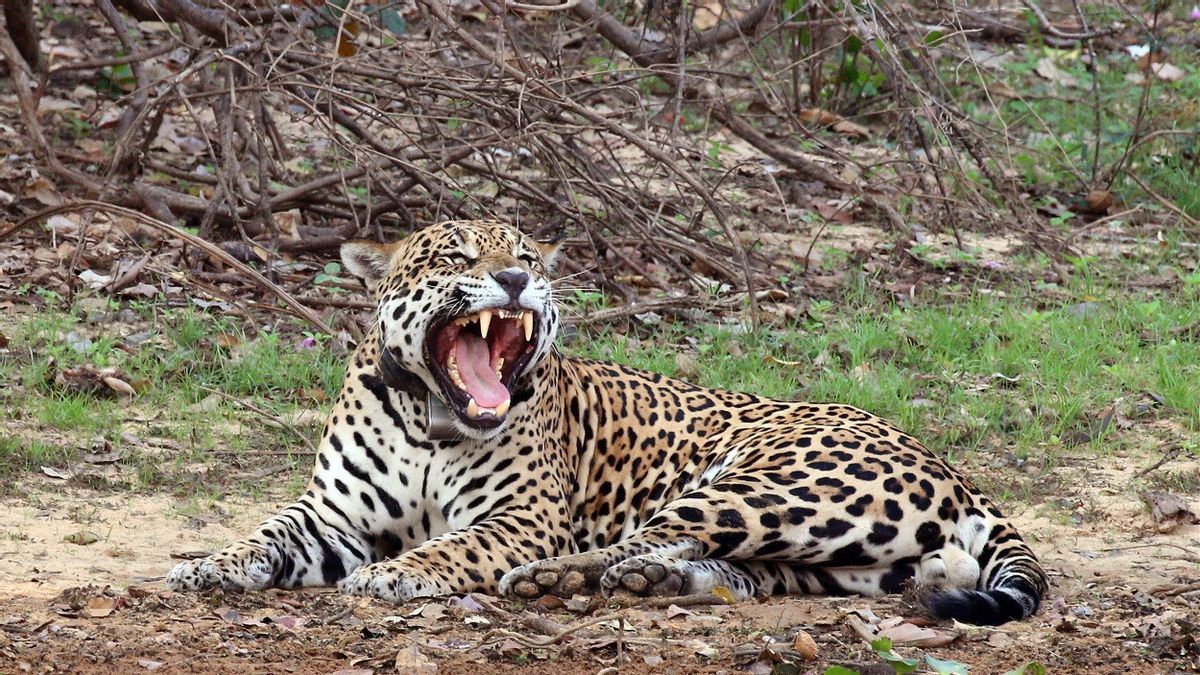 メキシコのジャガーの人口は30%増加していますが、それでも絶滅の危機にしています